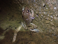 Pelophylax nigromaculatus