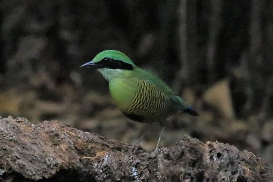 Hydrornis elliotii (Oustalet, 1874)