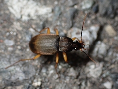 Chlaenius variicornis