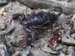 Euscorpius italicus