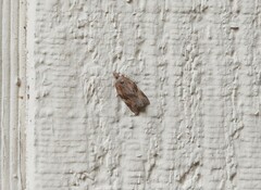 Argyrotaenia franciscana