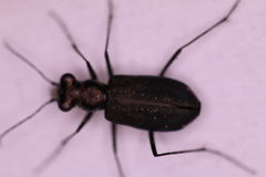 Cicindela punctulata punctulata