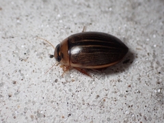 Hydaticus grammicus