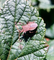 Coreus marginatus