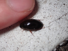 Sternolophus rufipes