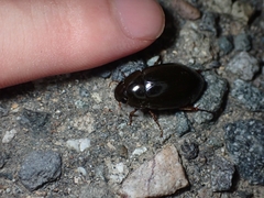 Hydrochara affinis