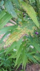 Puccinia calcitrapae
