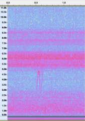 Charadrius semipalmatus