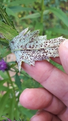Puccinia calcitrapae