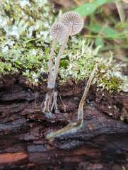 Mycena amicta