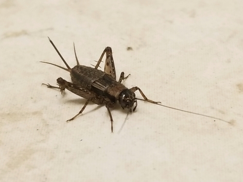 Wood Cricket photo 6