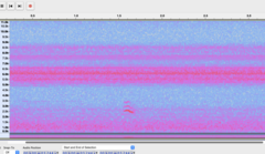 Pheucticus ludovicianus