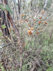 Grevillea floribunda