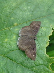 Papilionoidea