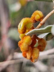 Grevillea floribunda