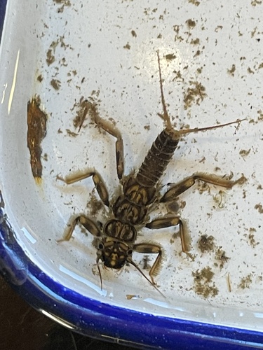 iNaturalist observation photo of Common Stoneflies