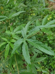 Hibiscus sabdariffa