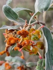 Grevillea floribunda