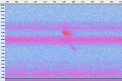 Ammodramus savannarum