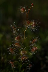 Drosera heterophylla