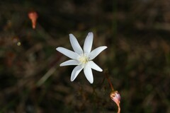 Drosera heterophylla