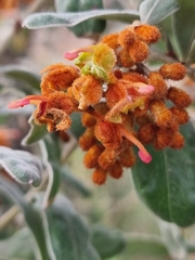 Grevillea floribunda