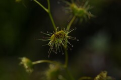 Drosera heterophylla