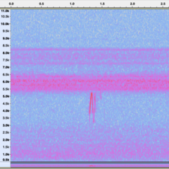 Charadrius semipalmatus
