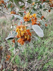 Grevillea floribunda