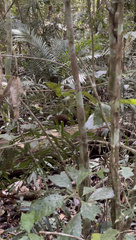 Hypsiprymnodon moschatus