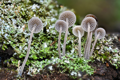 Mycena amicta