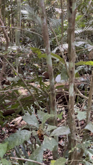 Hypsiprymnodon moschatus