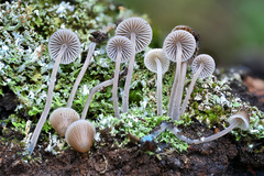 Mycena amicta