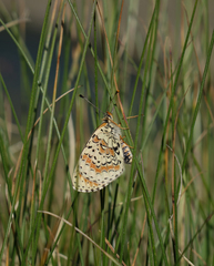 Melitaea interrupta