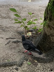 Columba livia domestica