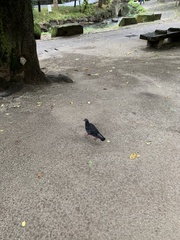 Columba livia domestica