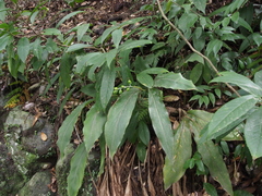 Alpinia japonica