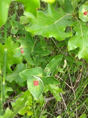Lonicera dioica
