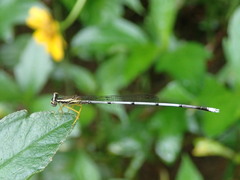 Zygoptera