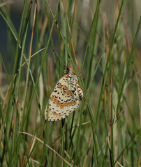 Melitaea interrupta