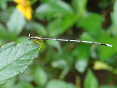 Zygoptera