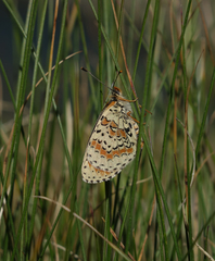 Melitaea interrupta