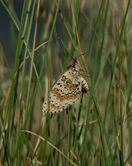 Melitaea interrupta
