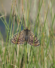 Melitaea interrupta