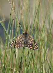 Melitaea interrupta