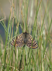 Melitaea interrupta