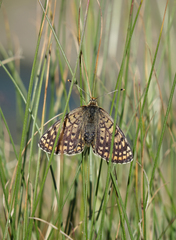 Melitaea interrupta
