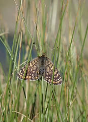 Melitaea interrupta