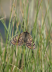 Melitaea interrupta