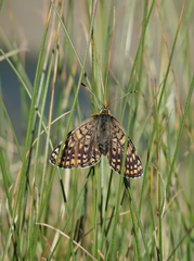 Melitaea interrupta